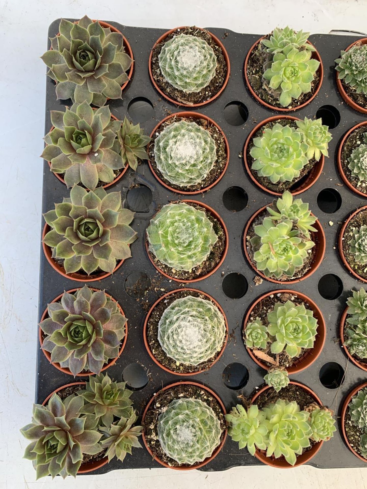 TRAY OF 40 MIXED VARIETIES OF SUCCULENTS PLUS VAT TO BE SOLD FOR THE FORTY - Image 3 of 5