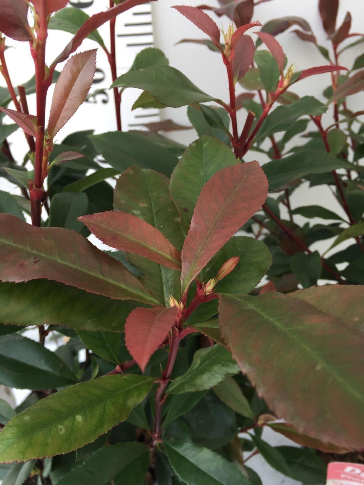 TWO PHOTINIA FRASERI 'CARRE ROUGE' PLANTS IN 3 LTR POTS APPROX 60CM IN HEIGHT PLUS VAT TO BE SOLD - Image 6 of 8