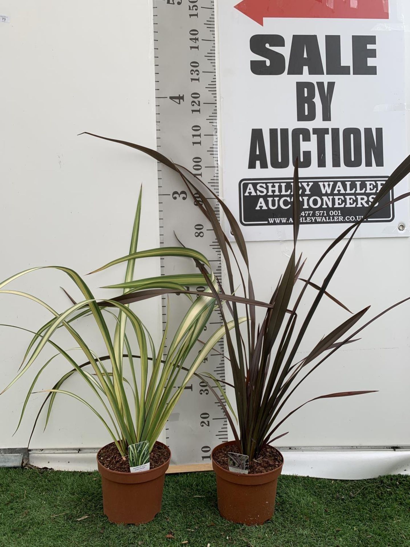 TWO PHORMIUM TENAX 'CREAM DELIGHT' AND 'PLATTS BLACK' IN 3LTR POTS APPROX 80CM IN HEIGHT PLUS VAT TO - Image 2 of 6