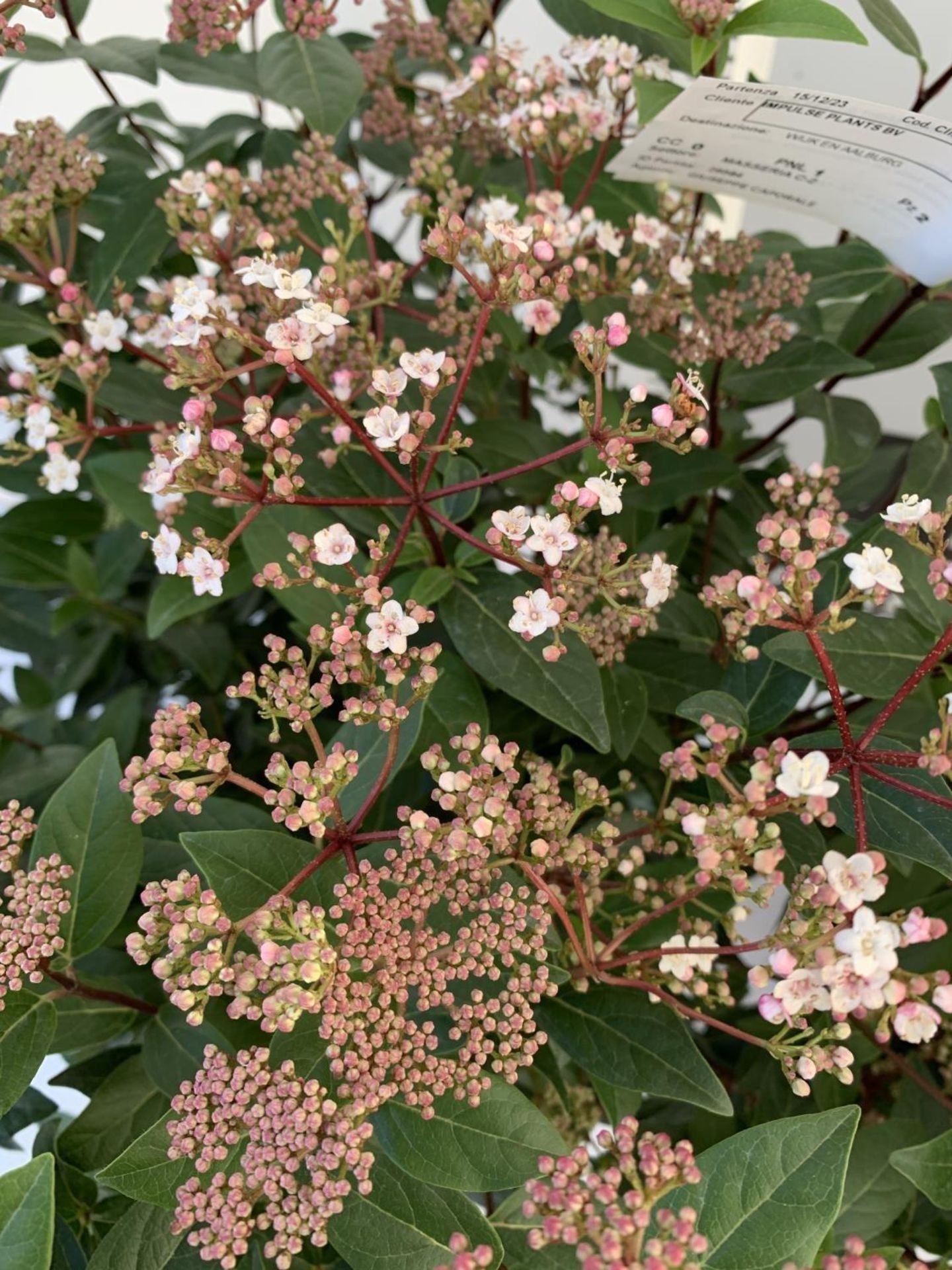 TWO LARGE VIBURNUM TINUS SPIRIT BUSHES APPROX 85CM IN HEIGHT IN 7LTR POTS PLUS VAT TO BE SOLD FOR - Image 5 of 5