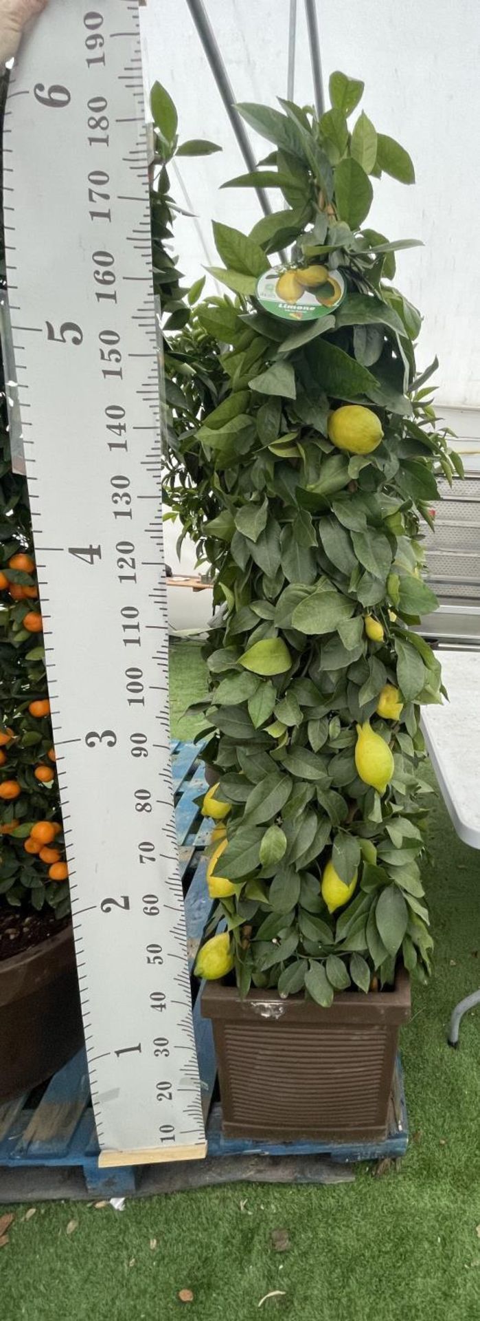A CITRUS LEMON PYRAMID OVER 180CM TALL WITH FRUIT IN A 38CM SQUARE POT NO VAT - Image 2 of 5