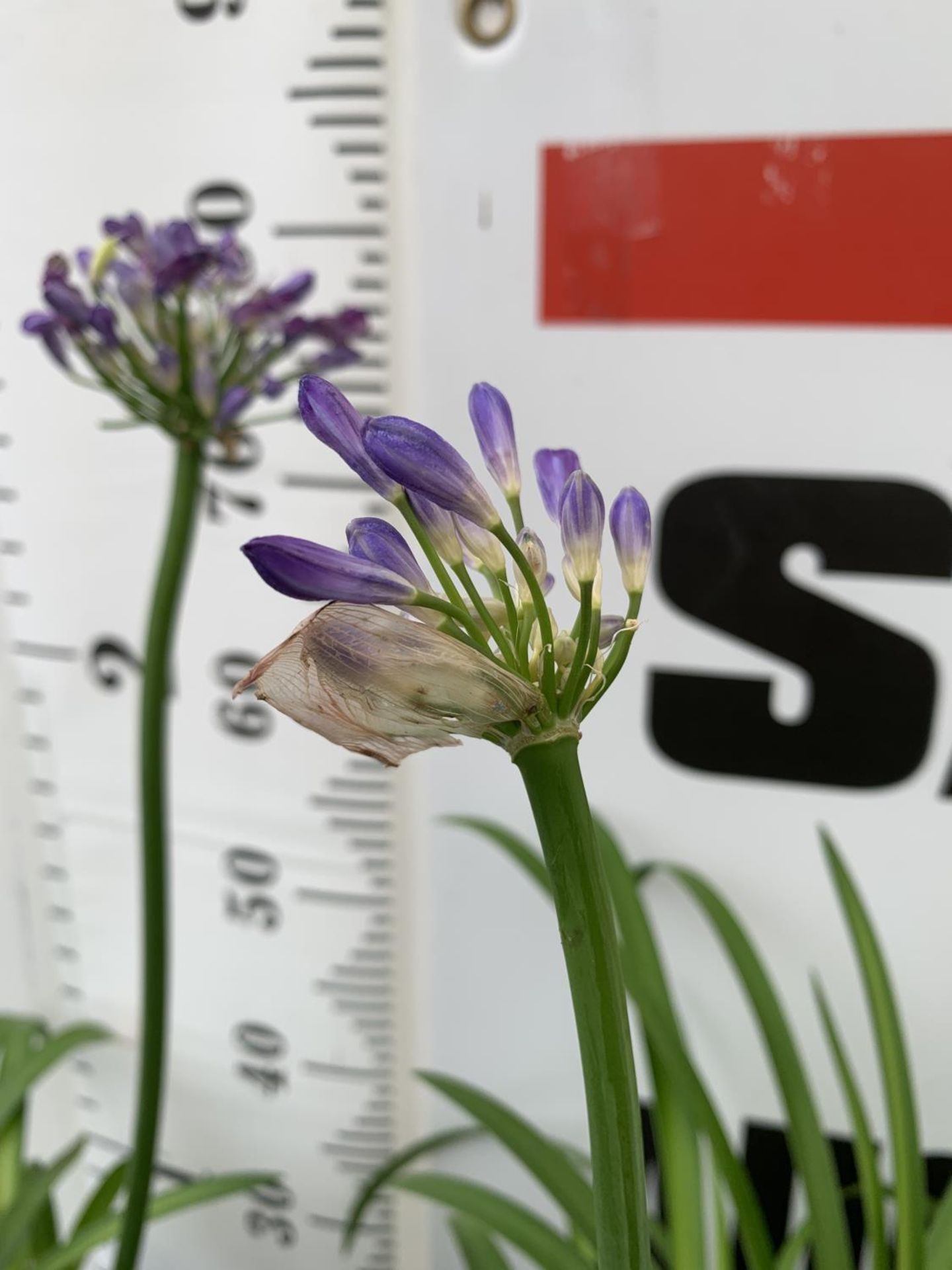 TWO LARGE 'EVER SAPPHIRE' PURPLE AGAPANTHUS OVER 80CM IN 7 LTR POTS PLUS VAT TO BE SOLD FOR THE TWO - Image 3 of 4