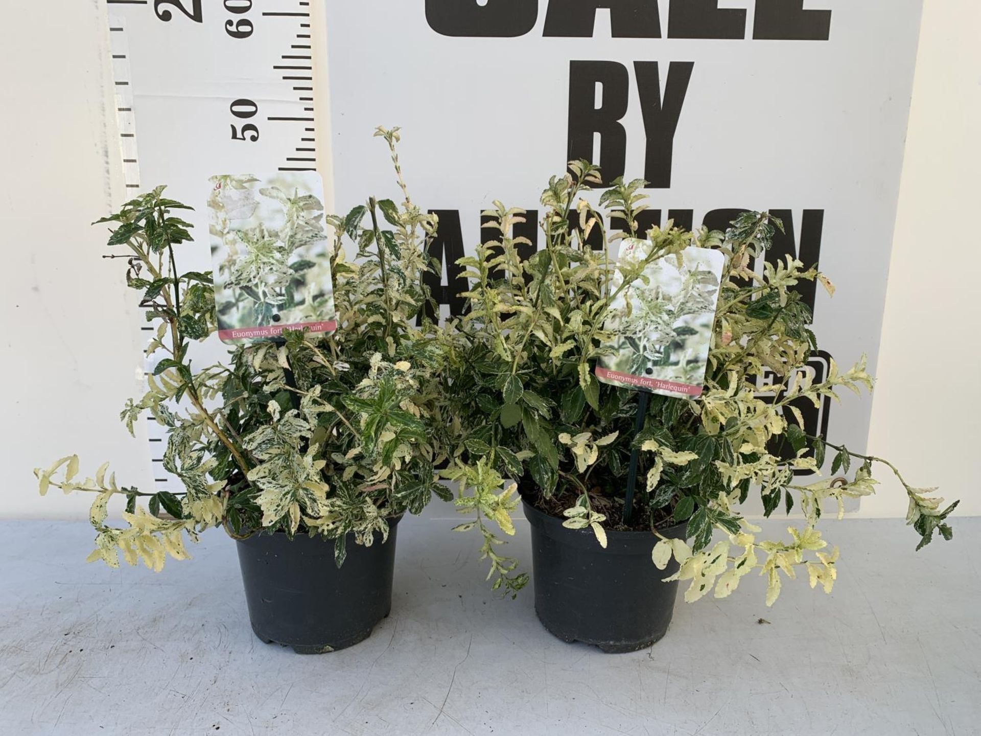 TWO EUONYMUS 'FORTUNEI HARLEQUIN' IN 2 LTR POTS PLUS VAT TO BE SOLD FOR THE TWO APPROX 45CM IN