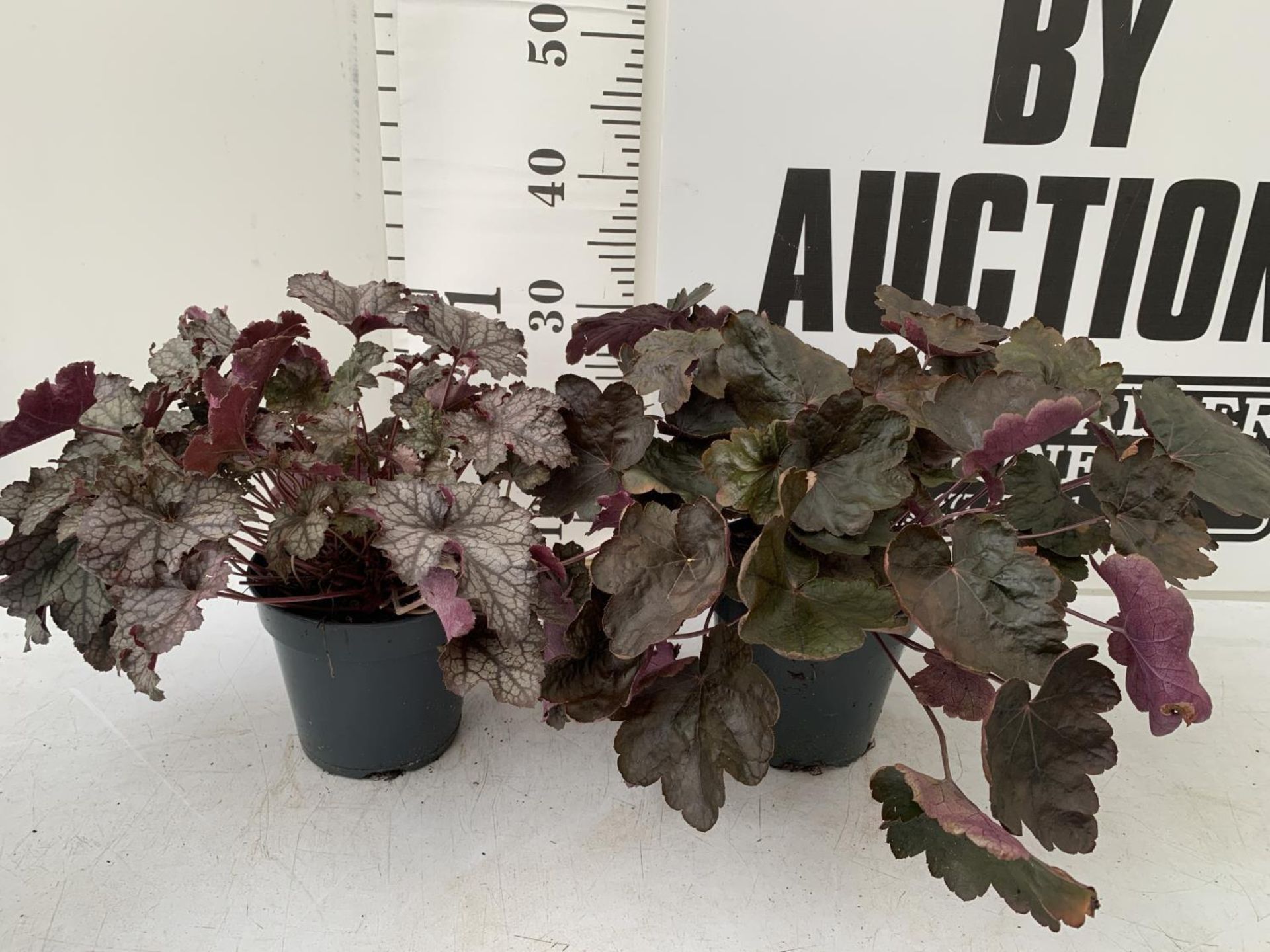 TWO HEUCHERA 'BOYSENBERRY' IN 3 LTR POTS APPROX 30CM TALL PLUS VAT TO BE SOLD FOR THE TWO