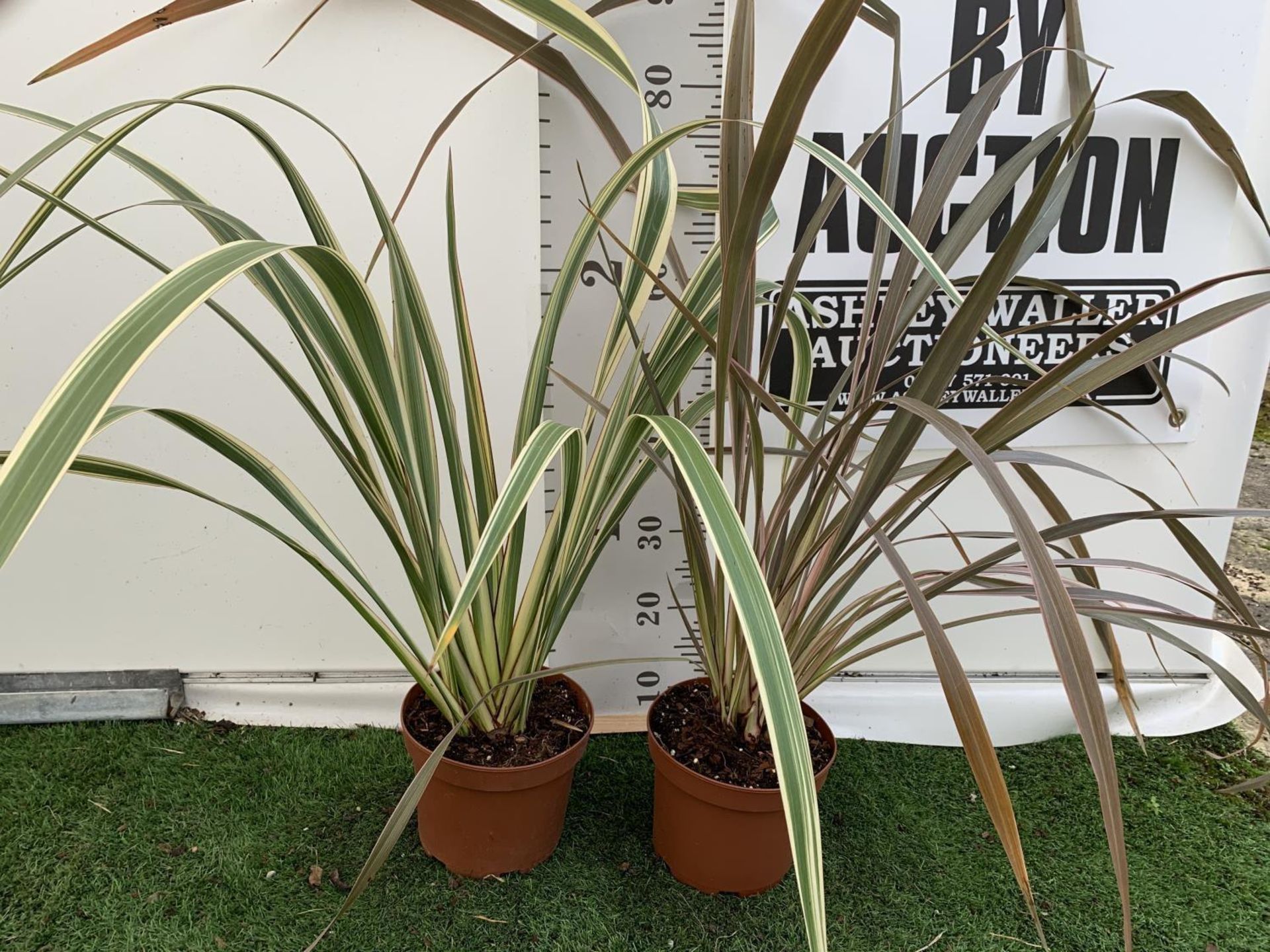 TWO PHORMIUM TENAX PLANTS 'TRICOLOUR' AND 'TENAX' APPROX ONE METRE IN HEIGHT IN 3LTR POTS PLUS VAT - Image 3 of 12