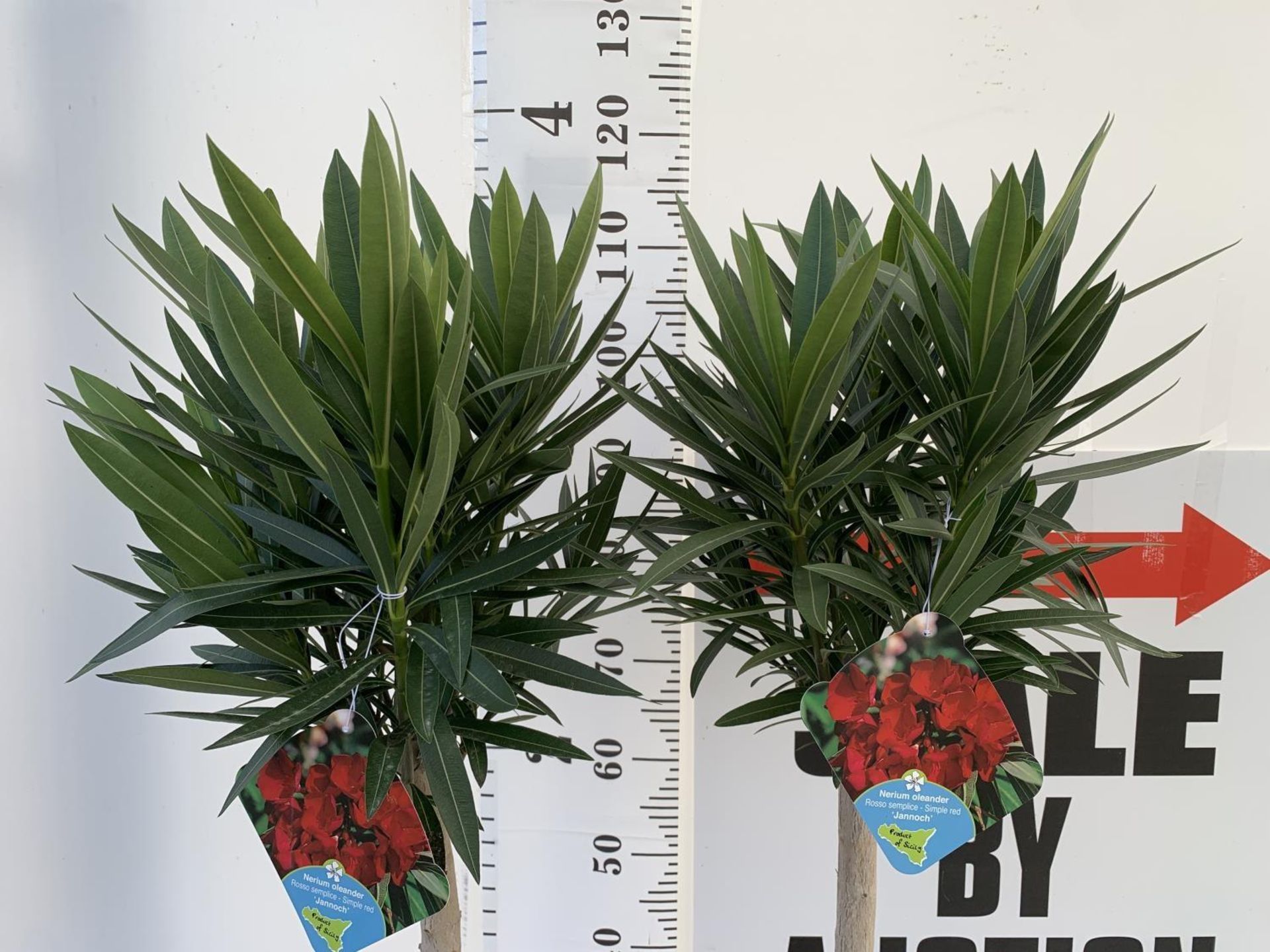 TWO NERIUM OLEANDER TREES RED 'JANNOCH' OVER 120CM IN HEIGHT PLUS VAT TO BE SOLD FOR THE PAIR - Image 2 of 4