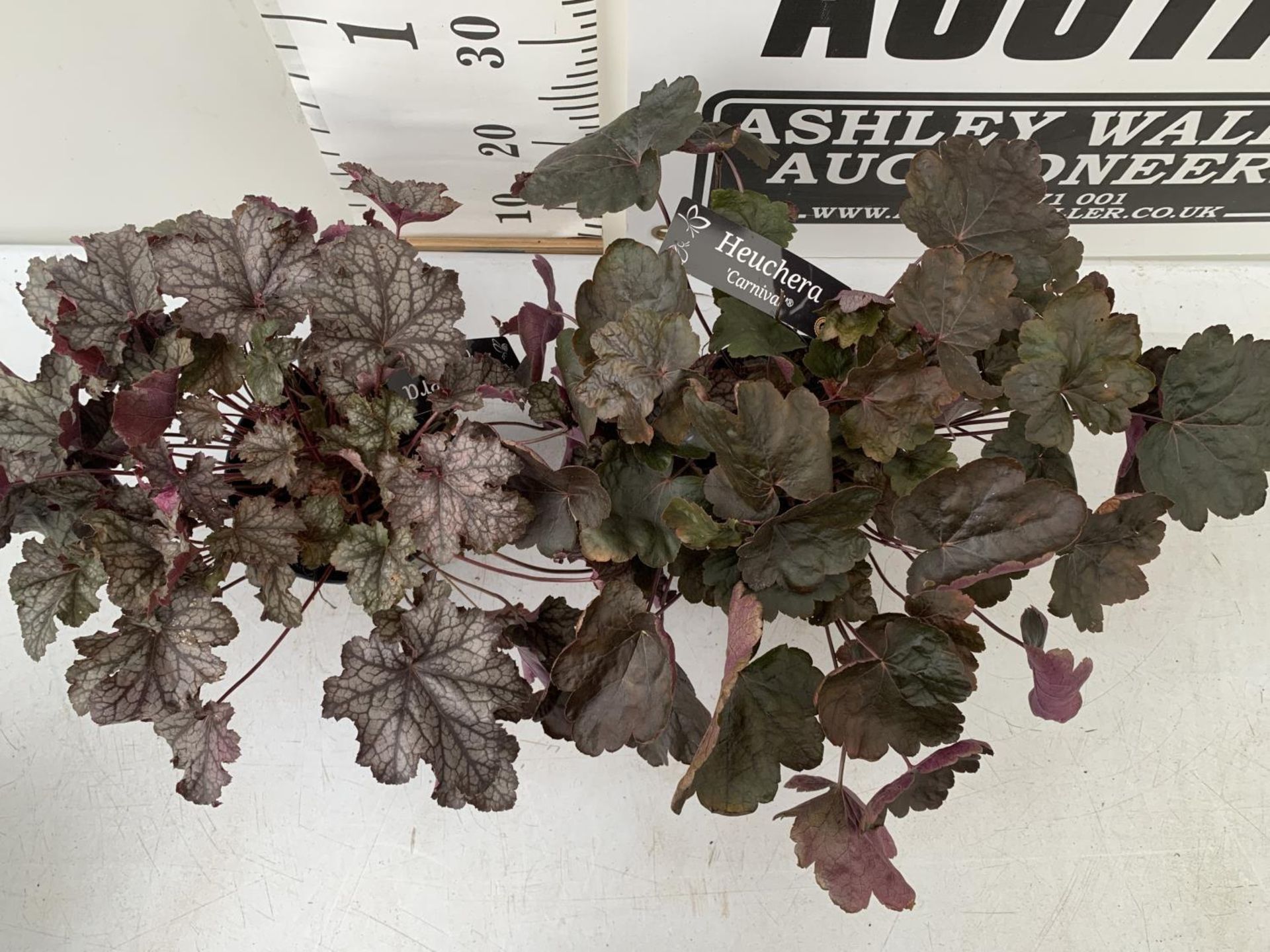 TWO HEUCHERA 'BOYSENBERRY' IN 3 LTR POTS APPROX 30CM TALL PLUS VAT TO BE SOLD FOR THE TWO - Image 2 of 4