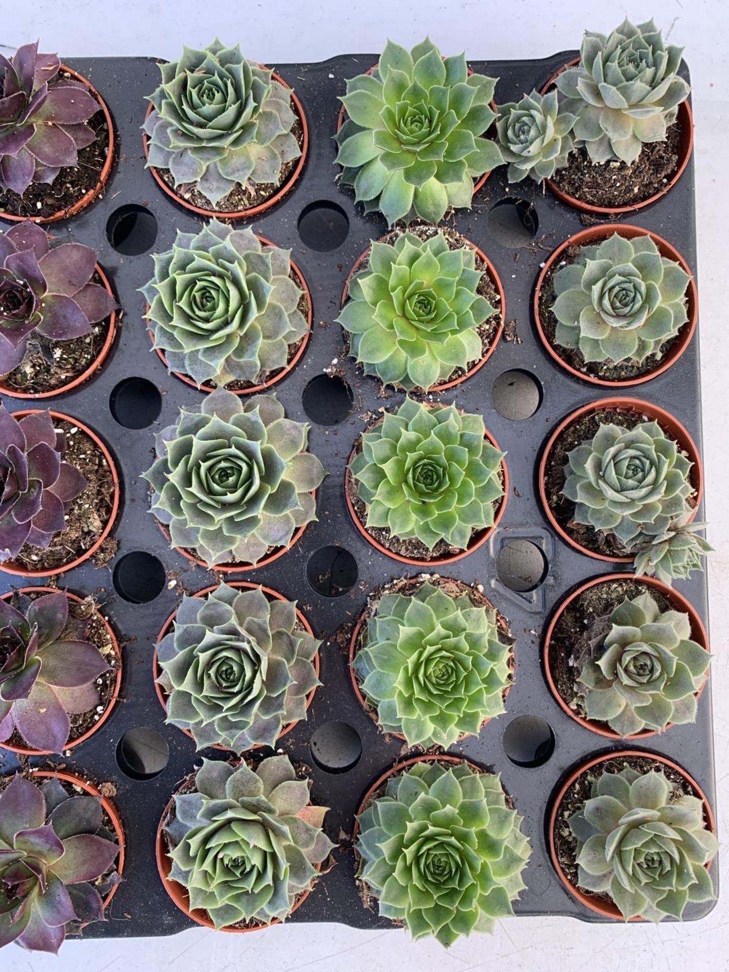 TRAY OF 40 MIXED VARIETIES OF SUCCULENTS PLUS VAT TO BE SOLD FOR THE FORTY - Image 5 of 5