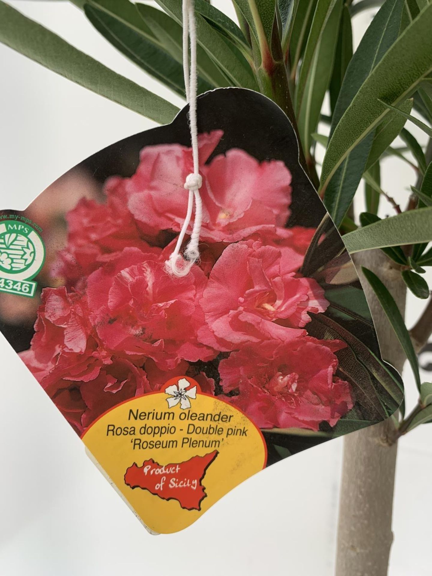 TWO NERIUM OLEANDER STANDARD TREES 'DOUBLE PINK' APPROX 110CM IN HEIGHT IN 4 LTR POTS PLUS VAT TO BE - Image 4 of 4