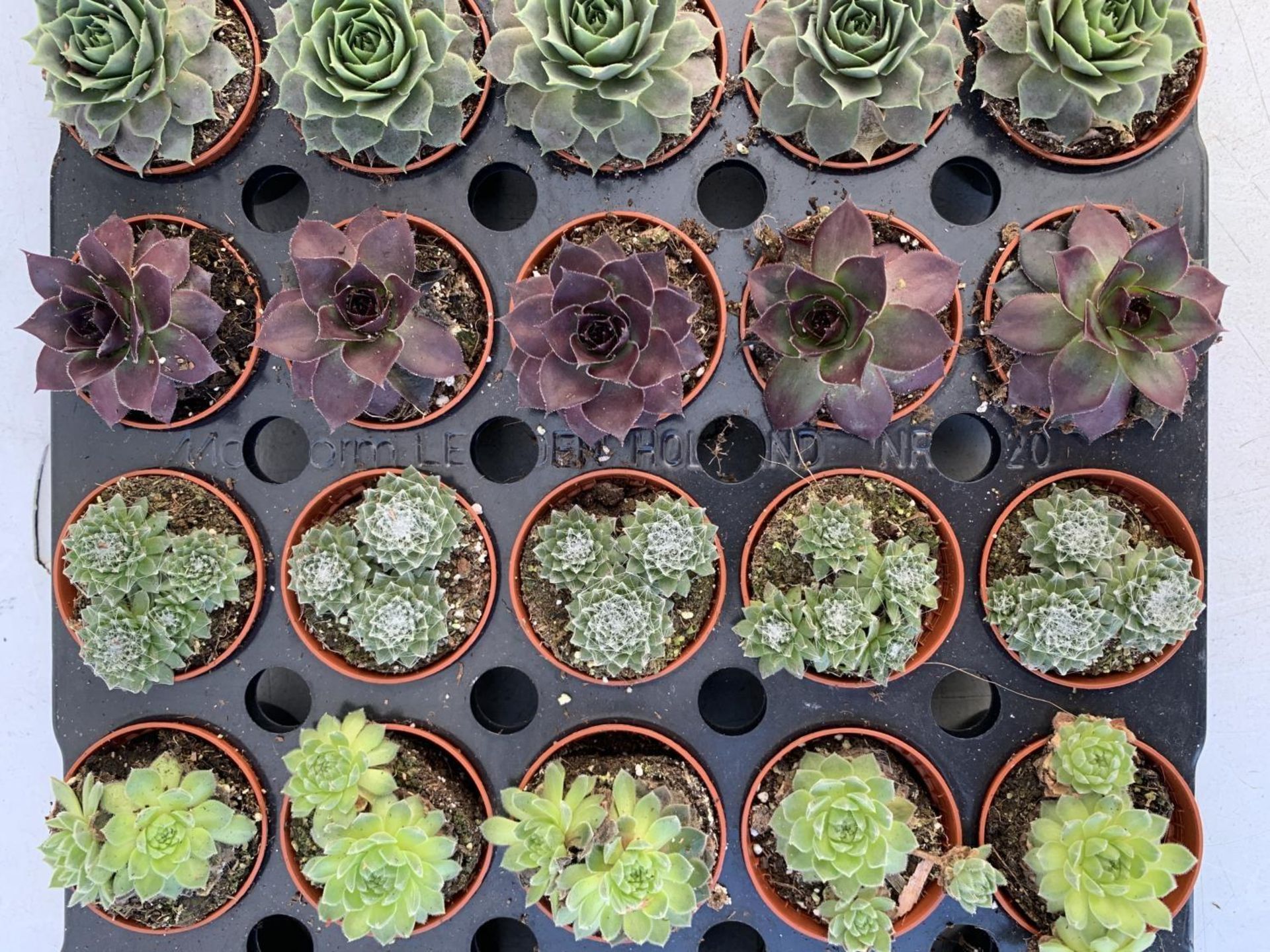 TRAY OF 40 MIXED VARIETIES OF SUCCULENTS PLUS VAT TO BE SOLD FOR THE FORTY - Image 4 of 5