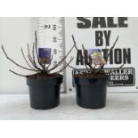 TWO FISCUS LITTLE MISS FIGGY 5 LTR POTS OVER 50CM TALL NO VAT