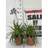 TWO LARGE AGAPANTHUS POPPIN PURPLE OVER 80CM TALL IN FIVE LTR POTS TO BE SOLD FOR THE TWO + VAT