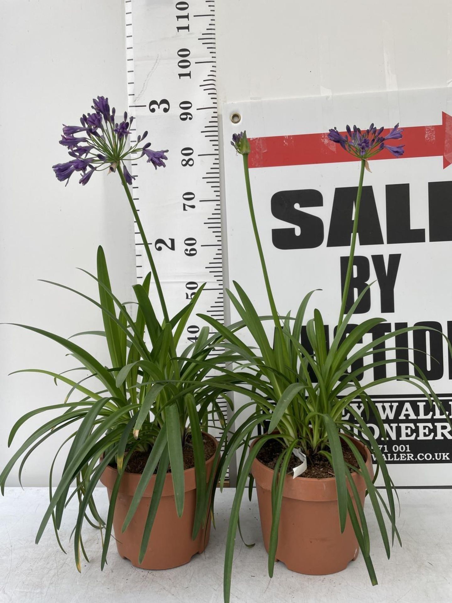 TWO LARGE AGAPANTHUS POPPIN PURPLE OVER 80CM TALL IN FIVE LTR POTS TO BE SOLD FOR THE TWO + VAT