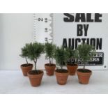 SIX MINIATURE ROSEMARY STANDARD TREES IN TERRACOTTA POTS 35CM IN HEIGHT NO VAT TO BE SOLD FOR THE