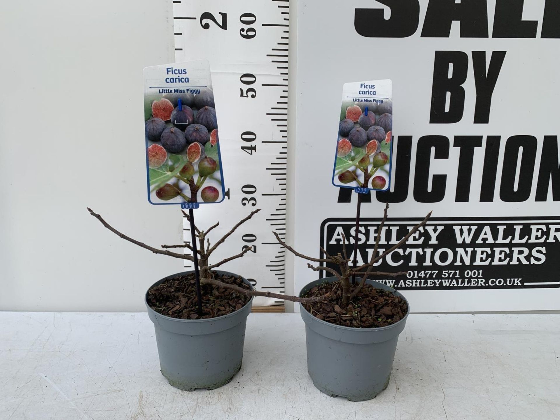 TWO FIG FICUS CARICA 'LITTLE MISS FIGGY' APPROX 35CM IN HEIGHT IN 2 LTR POTS NO VAT TO BE SOLD FOR