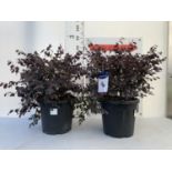 TWO LOROPETALUM CHINENSE- CHINESE FRINGE FLOWER 'BLACK PEARL' BUSHES APPROX 80CM IN HEIGHT PLUS