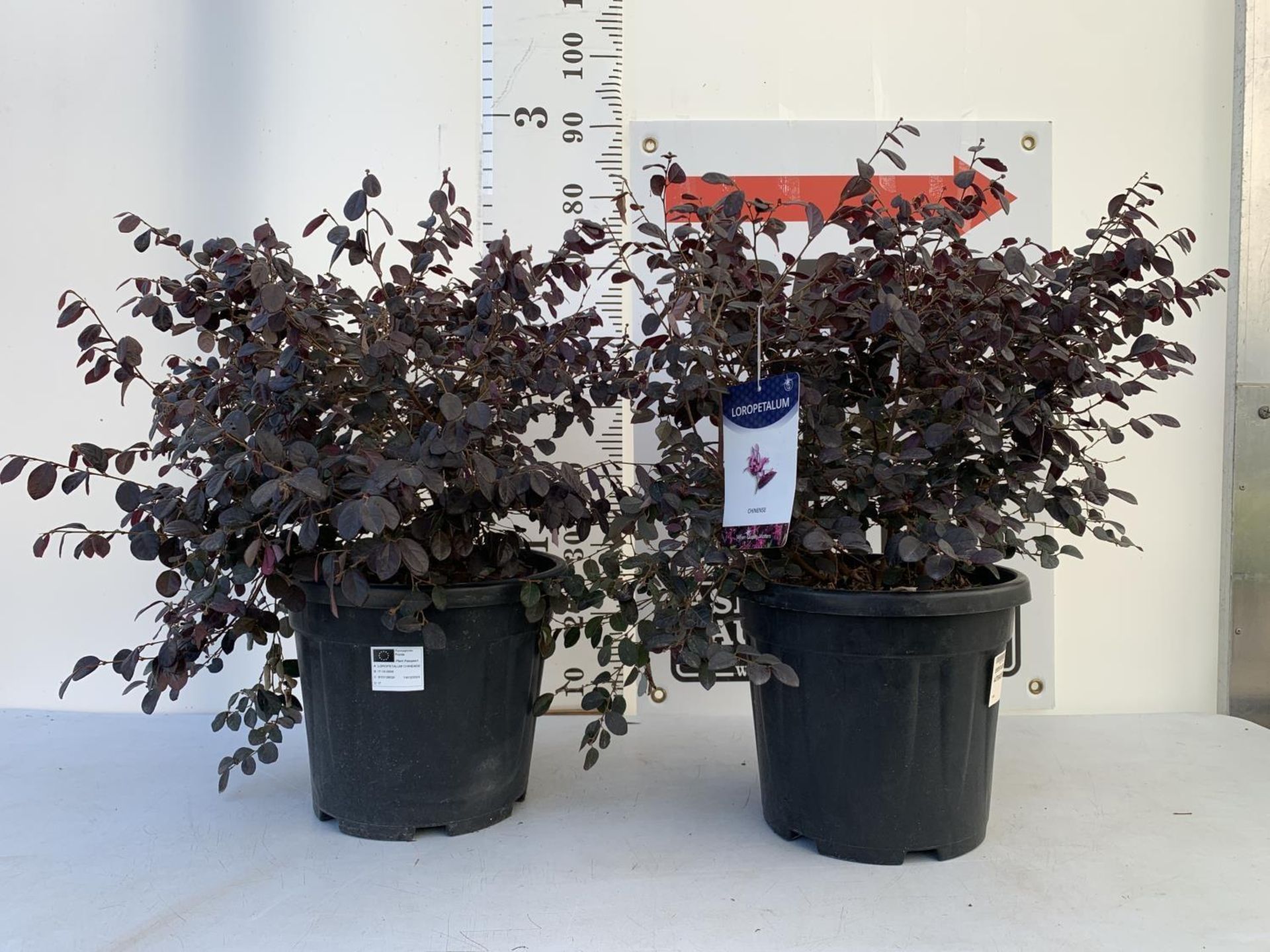 TWO LOROPETALUM CHINENSE- CHINESE FRINGE FLOWER 'BLACK PEARL' BUSHES APPROX 80CM IN HEIGHT PLUS