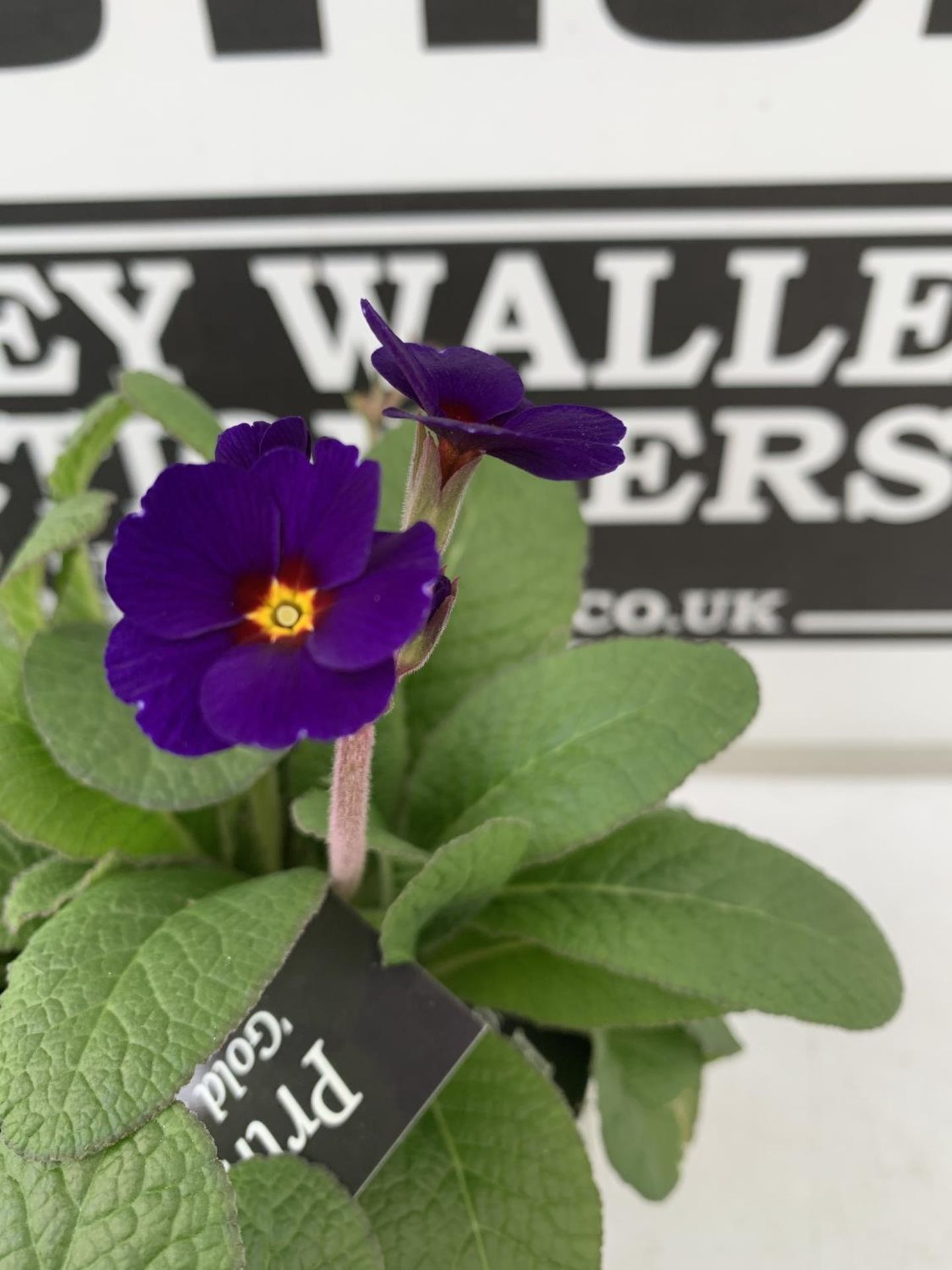 TEN POTS OF PRIMULA PURPLE 'GOLDEN NUGGET' TO BE SOLD FOR THE TEN PLUS VAT - Image 3 of 4