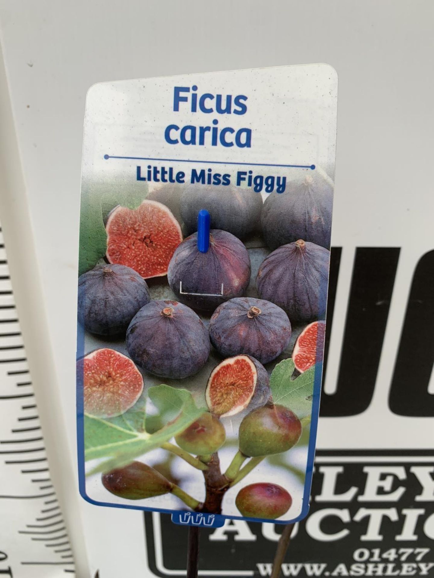 TWO FIG FICUS CARICA 'LITTLE MISS FIGGY' APPROX 35CM IN HEIGHT IN 2 LTR POTS NO VAT TO BE SOLD FOR - Image 4 of 4