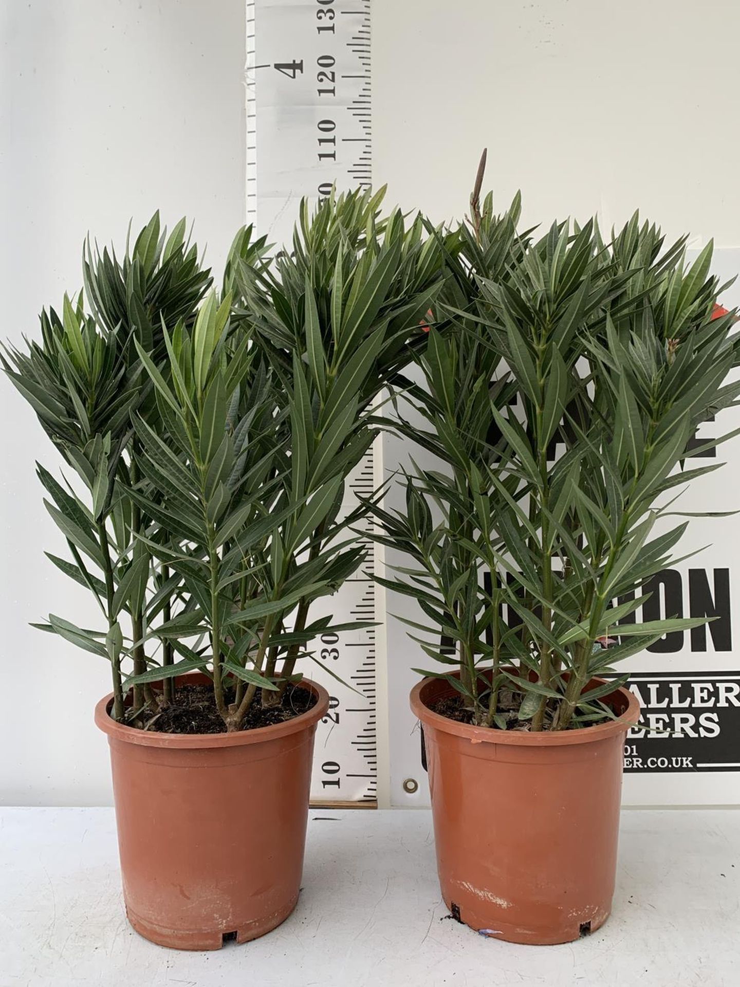 TWO LARGE OLEANDER NERIUM PINK APPROX 90CM IN HEIGHT IN 10 LTR POTS PLUS VAT TO BE SOLD FOR THE TWO - Image 6 of 6