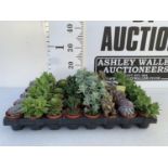 TRAY OF 40 MIXED VARIETIES OF SUCCULENTS PLUS VAT TO BE SOLD FOR THE FORTY