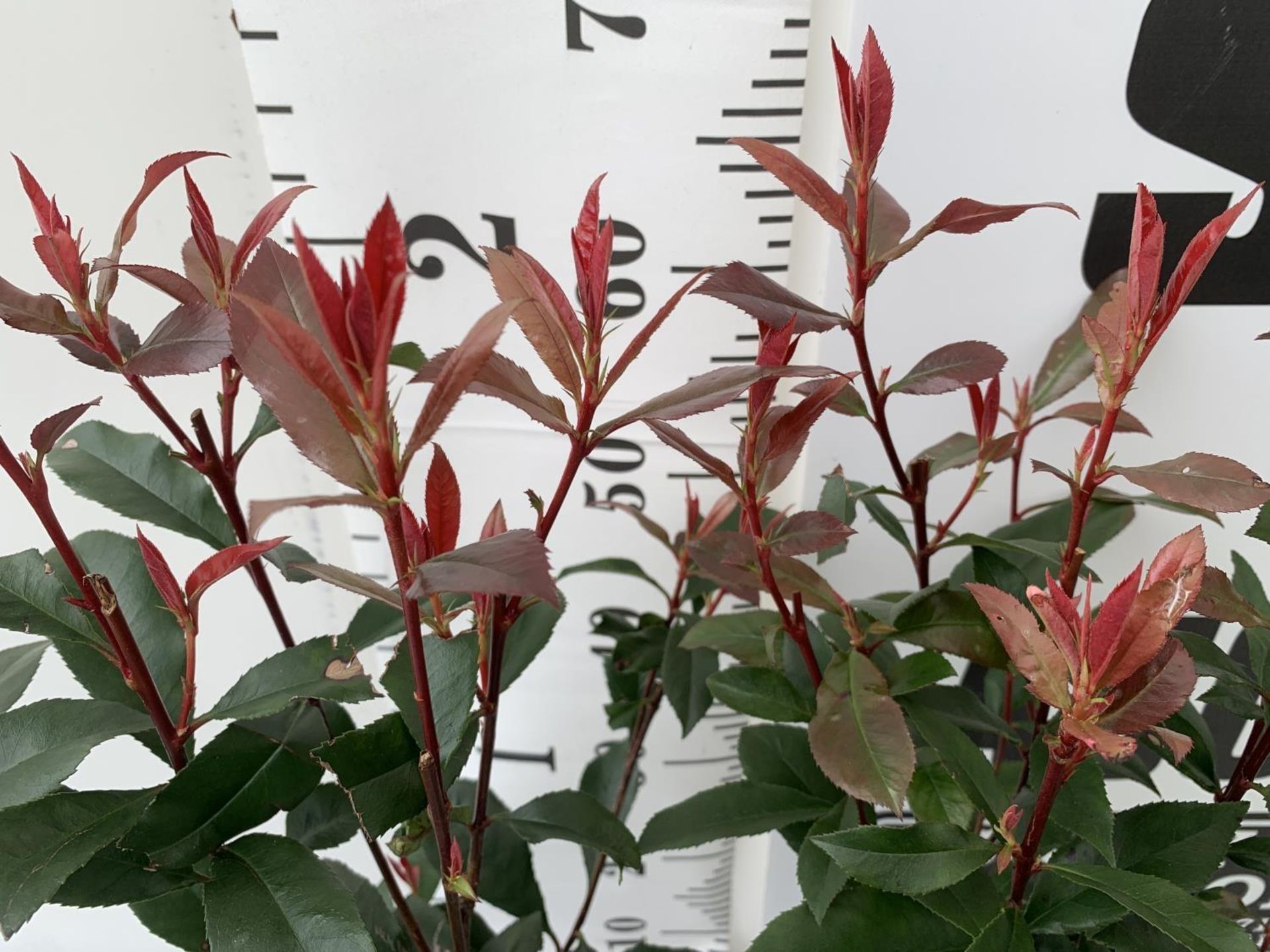 TWO PHOTINIA FRASERI 'CARRE ROUGE' PLANTS IN 3 LTR POTS APPROX 60CM IN HEIGHT PLUS VAT TO BE SOLD - Image 3 of 5