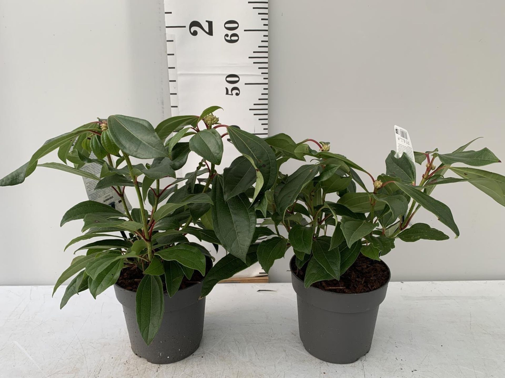 TWO VIBURNUM DAVIDII PLANTS IN 2 LTR POTS APPROX 45CM IN HEIGHT PLUS VAT TO BE SOLD FOR THE TWO