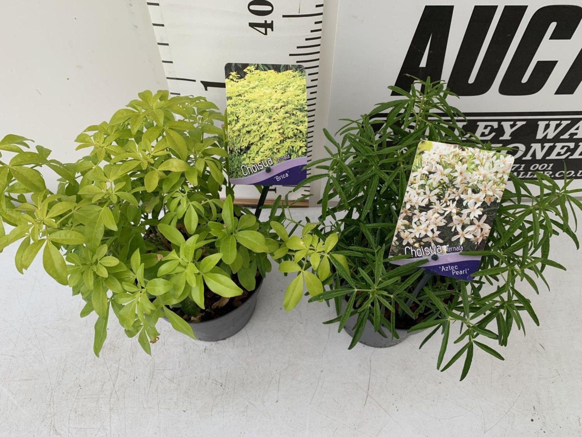 TWO CHOISYA TERNATA PLANTS 'BRICA' AND 'AZTEC PEARL' 40CM IN HEIGHT IN 2 LTR POTS PLUS VAT TO BE - Image 2 of 6