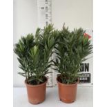 TWO LARGE OLEANDER NERIUM PINK APPROX 90CM IN HEIGHT IN 10 LTR POTS PLUS VAT TO BE SOLD FOR THE TWO
