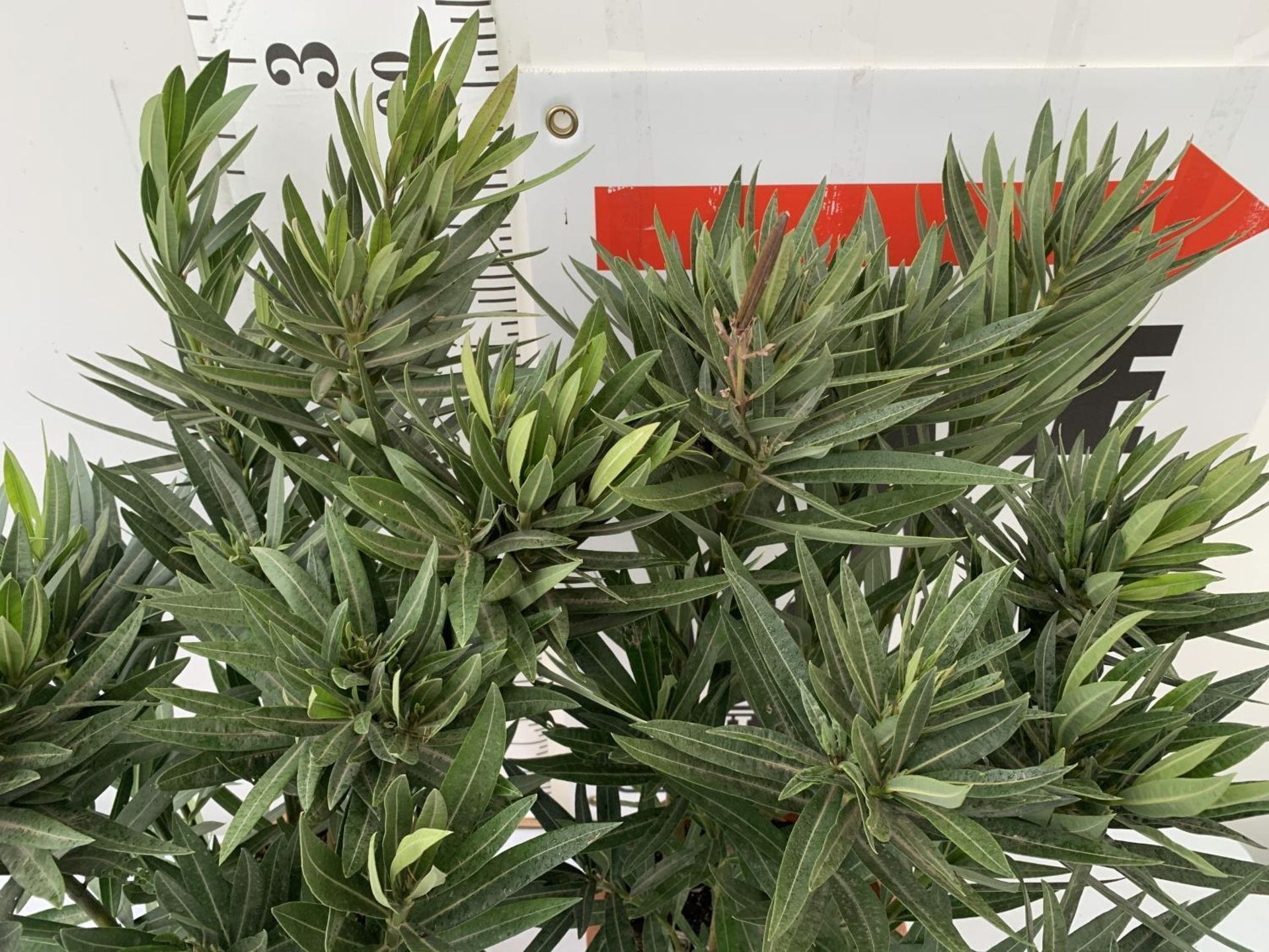 TWO LARGE OLEANDER NERIUM PINK APPROX 90CM IN HEIGHT IN 10 LTR POTS PLUS VAT TO BE SOLD FOR THE TWO - Image 2 of 6