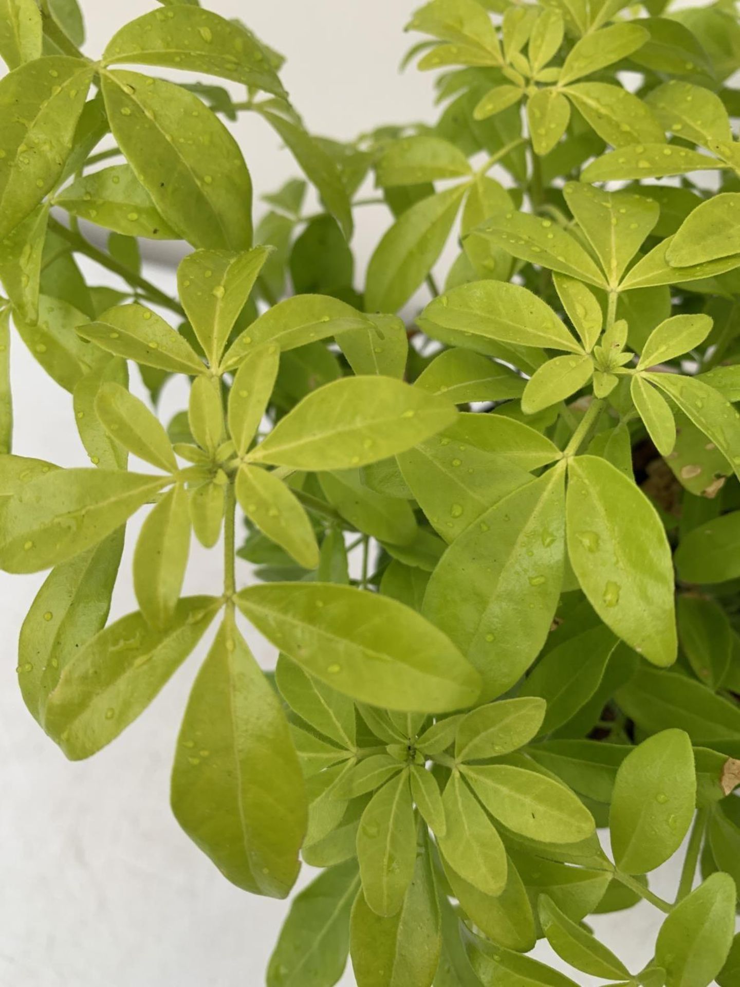 TWO CHOISYA TERNATA PLANTS 'BRICA' AND 'AZTEC PEARL' 40CM IN HEIGHT IN 2 LTR POTS PLUS VAT TO BE - Image 3 of 6