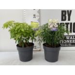 TWO CHOISYA TERNATA PLANTS 'BRICA' AND 'AZTEC PEARL' 40CM IN HEIGHT IN 2 LTR POTS PLUS VAT TO BE