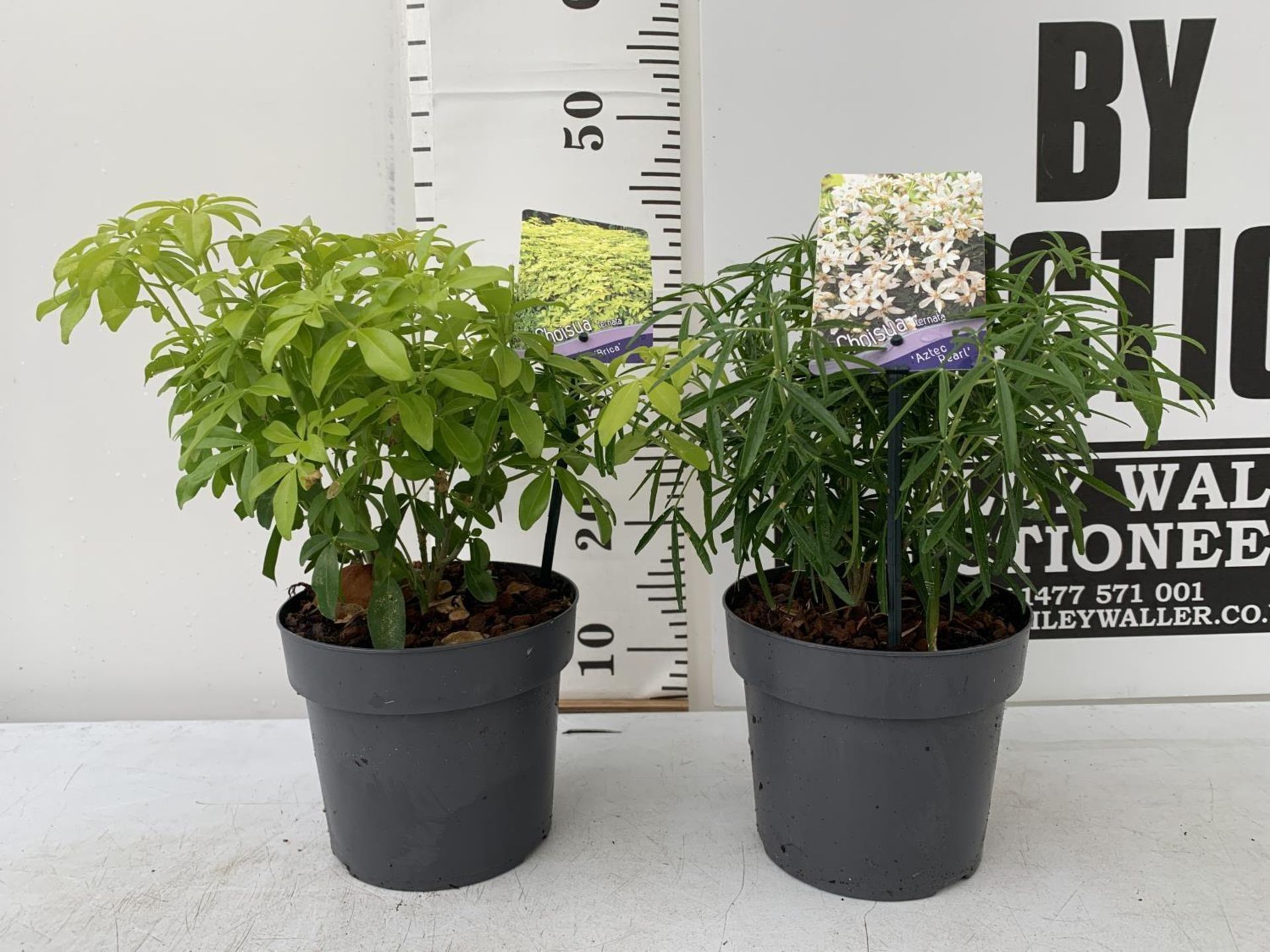 TWO CHOISYA TERNATA PLANTS 'BRICA' AND 'AZTEC PEARL' 40CM IN HEIGHT IN 2 LTR POTS PLUS VAT TO BE
