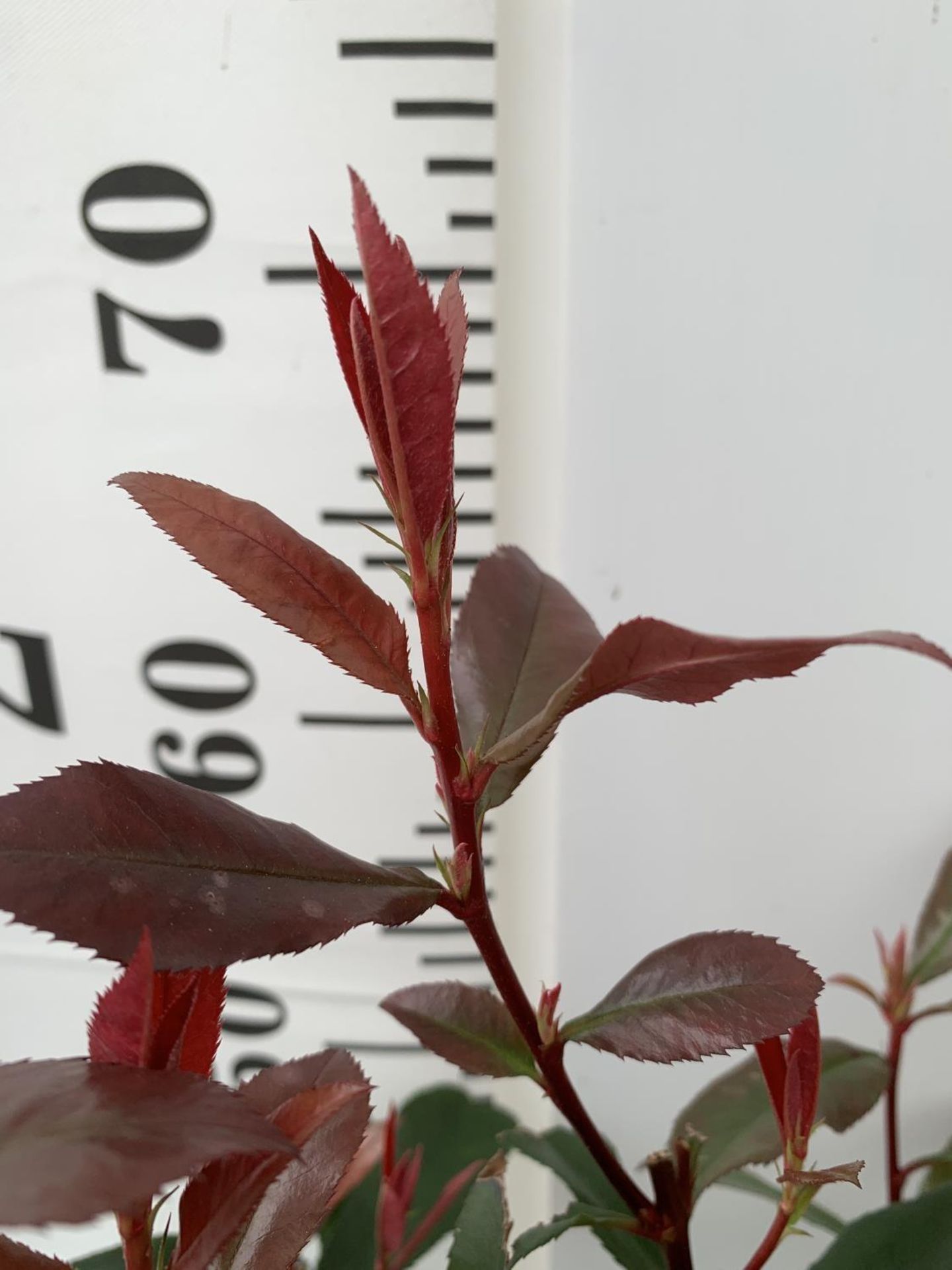 TWO PHOTINIA FRASERI 'CARRE ROUGE' PLANTS IN 3 LTR POTS APPROX 60CM IN HEIGHT PLUS VAT TO BE SOLD - Image 5 of 5