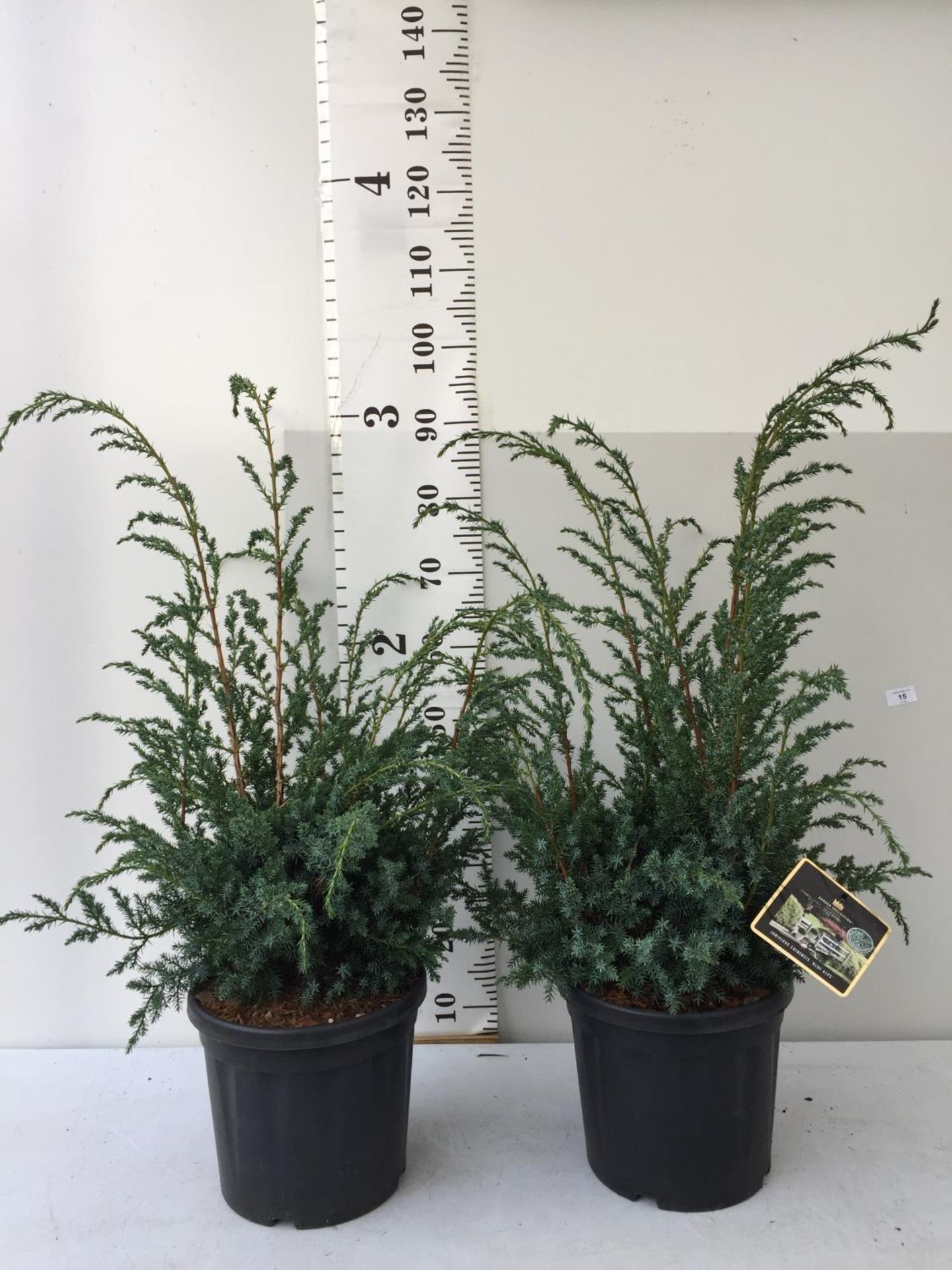 TWO JUNIPERUS CHINENSIS BLUE ALPS IN 7 LTR POTS 110CM IN HEIGHT PLUS VAT TO BE SOLD FOR THE TWO