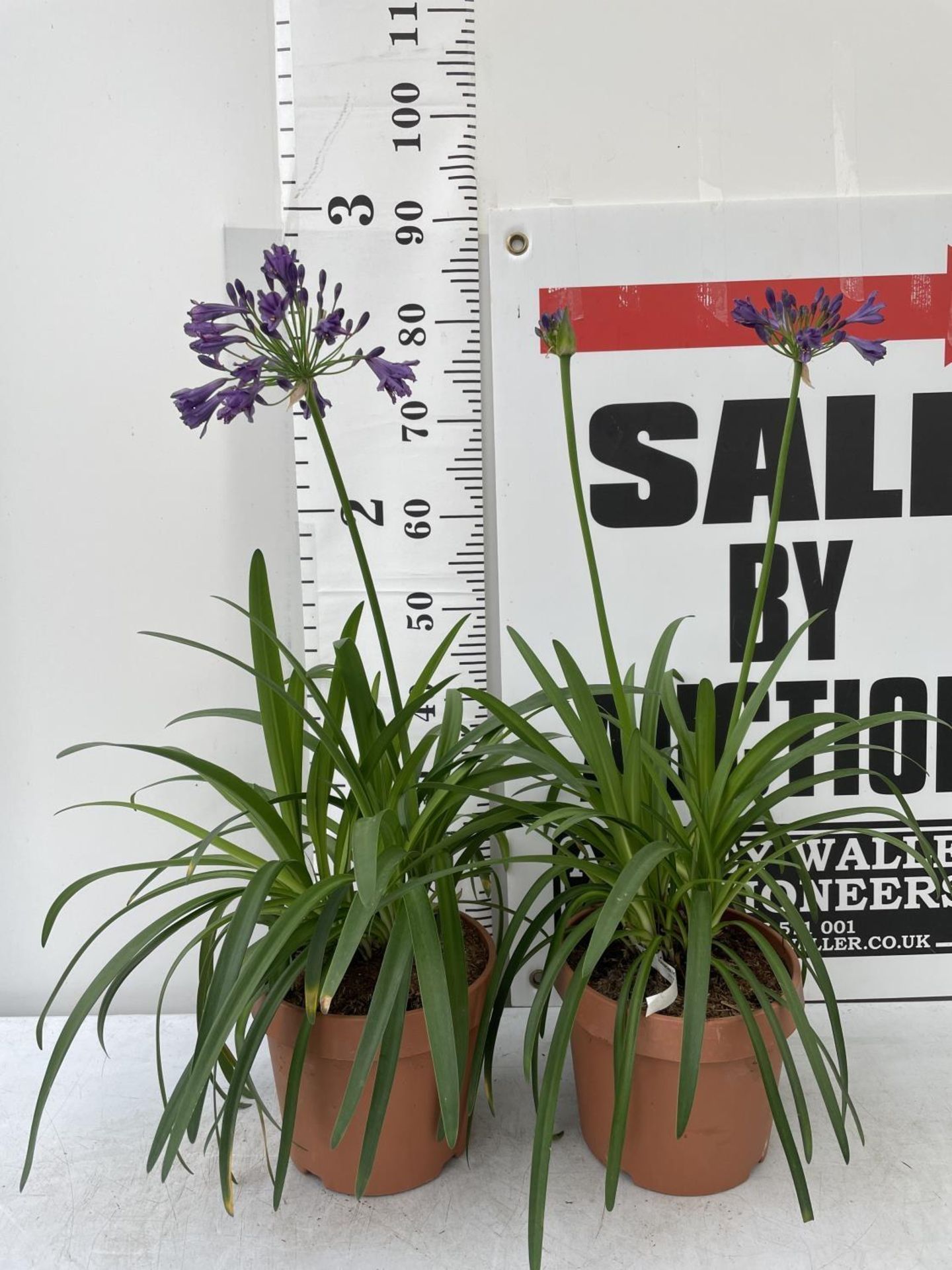 TWO LARGE AGAPANTHUS POPPIN PURPLE OVER 80CM TALL IN FIVE LTR POTS TO BE SOLD FOR THE TWO + VAT - Image 2 of 4