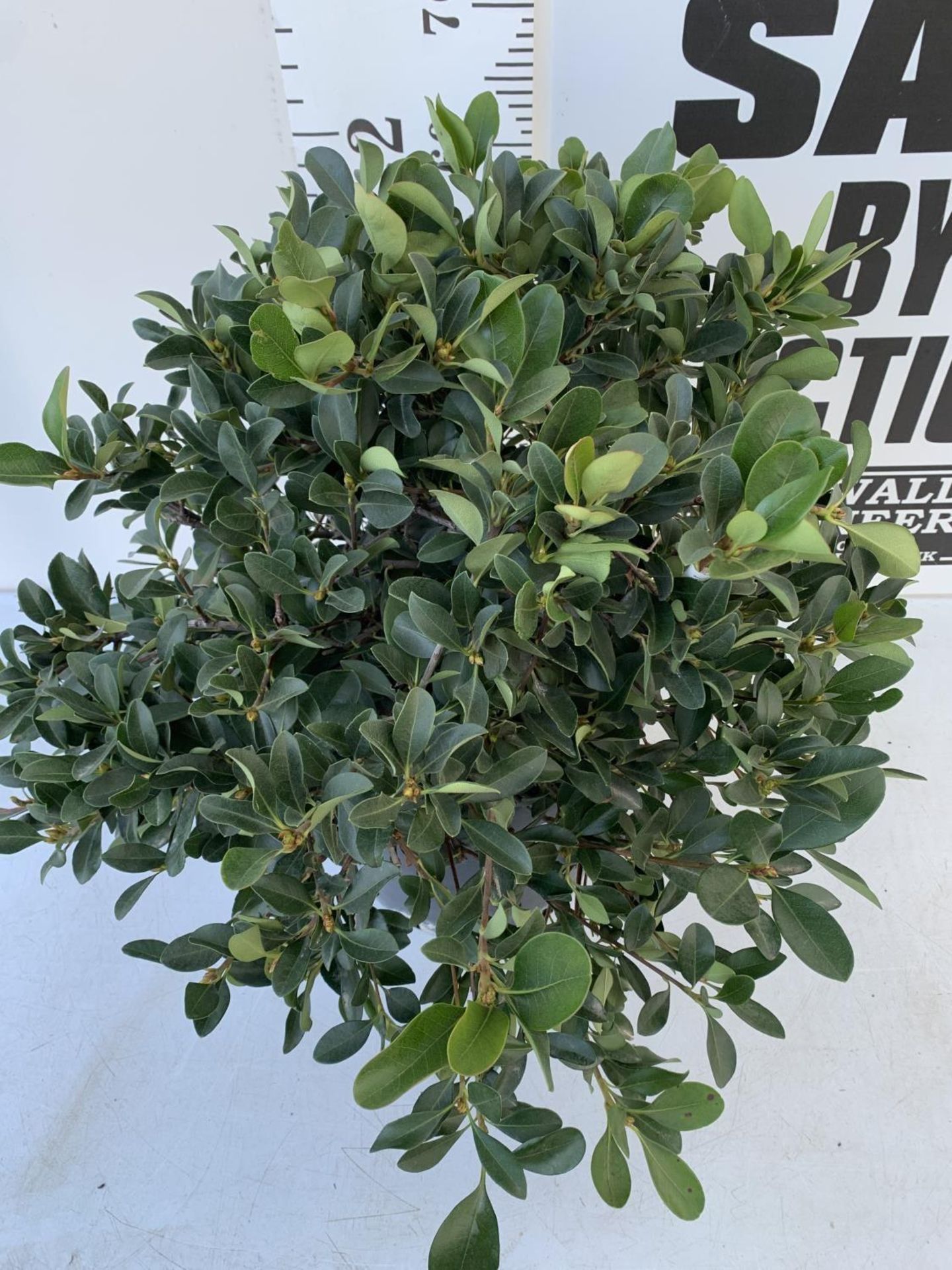 ONE RHAPHIOLEPIS UMBELLATA BUSH APPROX 80CM IN HEIGHT IN A 15 LTR POT PLUS VAT - Image 2 of 3