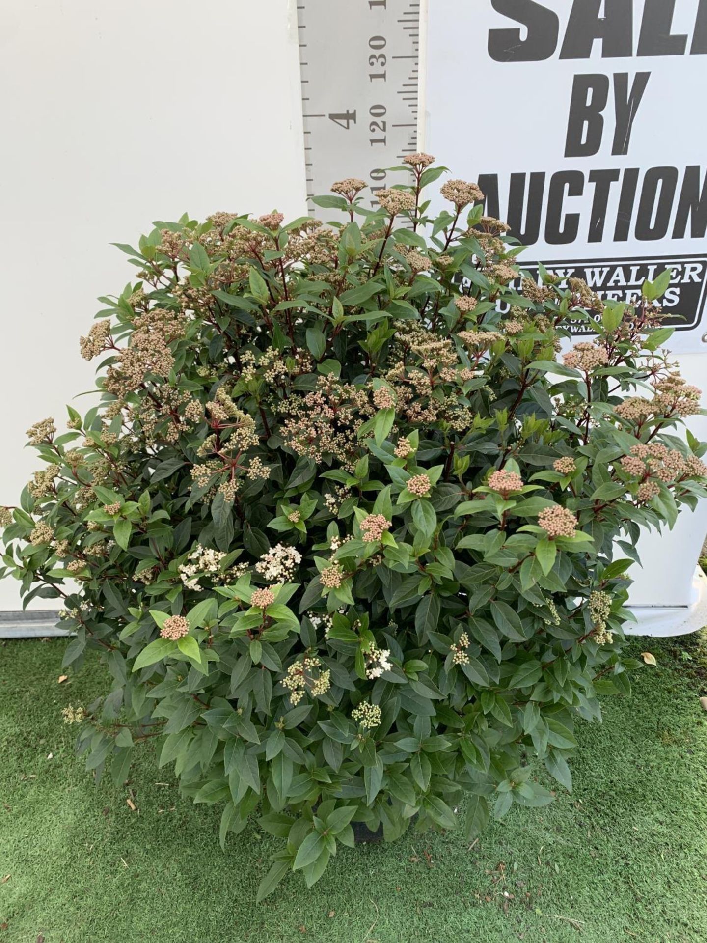 ONE LARGE VIBURNUM TINUS OVER 130CM IN HEIGHT IN A 20 LTR POT PLUS VAT - Image 2 of 6