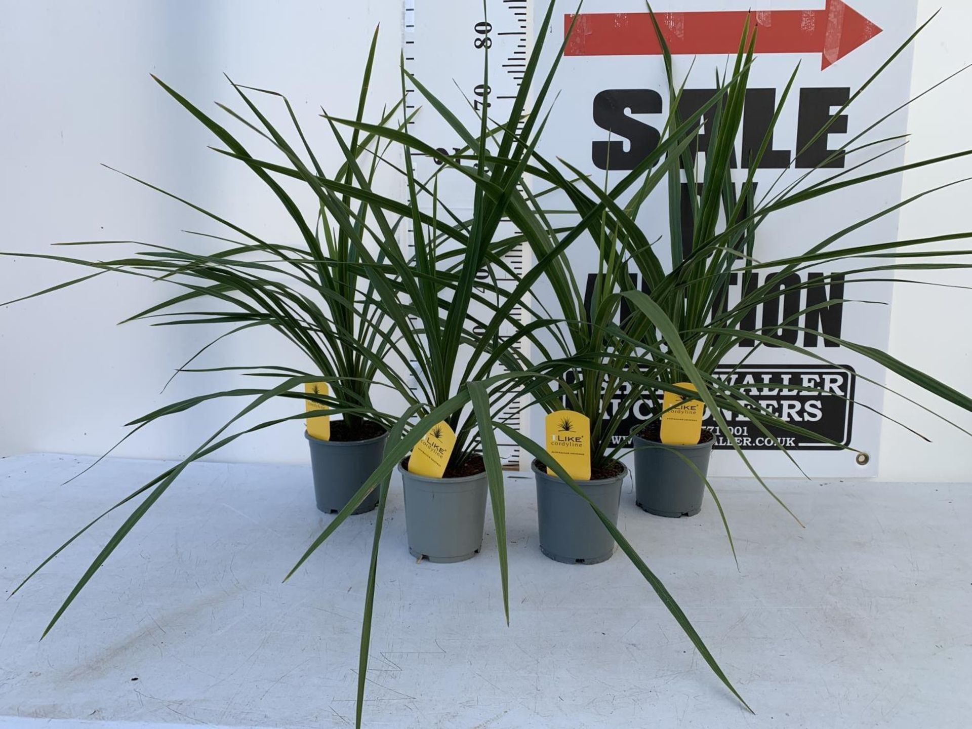 FOUR CODYLINE GREEN 'IN PEKO' IN 1 LITRE POTS APPROX 70CM IN HEIGHT TO BE SOLD FOR THE FOUR PLUS VAT - Image 2 of 4