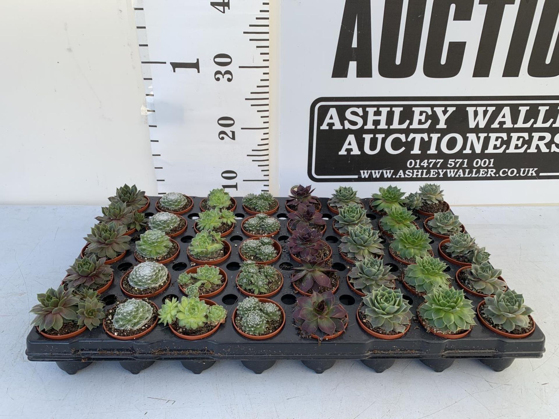 TRAY OF 40 MIXED VARIETIES OF SUCCULENTS PLUS VAT TO BE SOLD FOR THE FORTY - Image 2 of 5