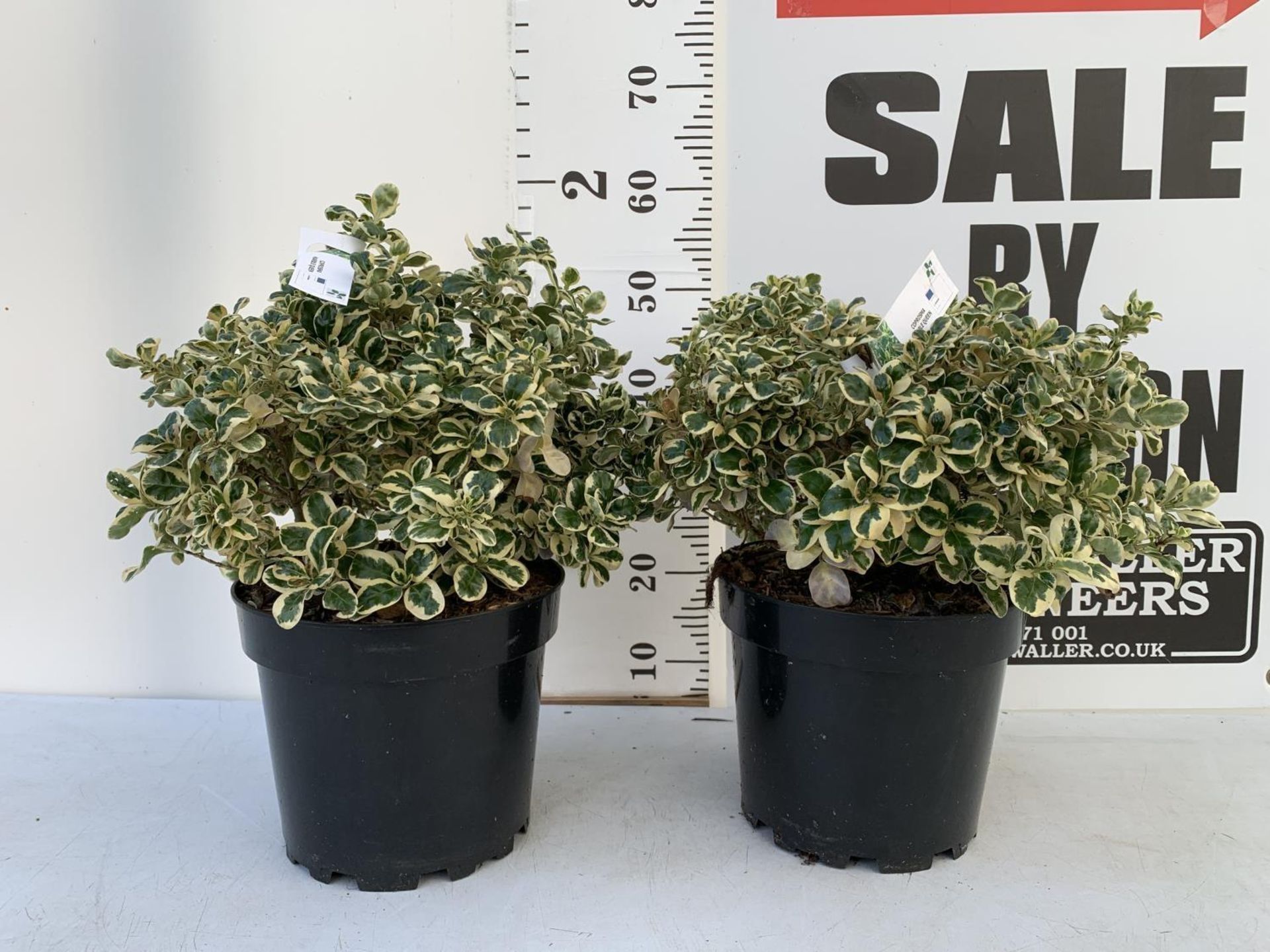 TWO COPROSMA 'MARBLE QUEEN' APPROX 50 CM IN HEIGHT IN 10 LTR POTS PLUS VAT TO BE SOLD FOR THE TWO - Image 2 of 6