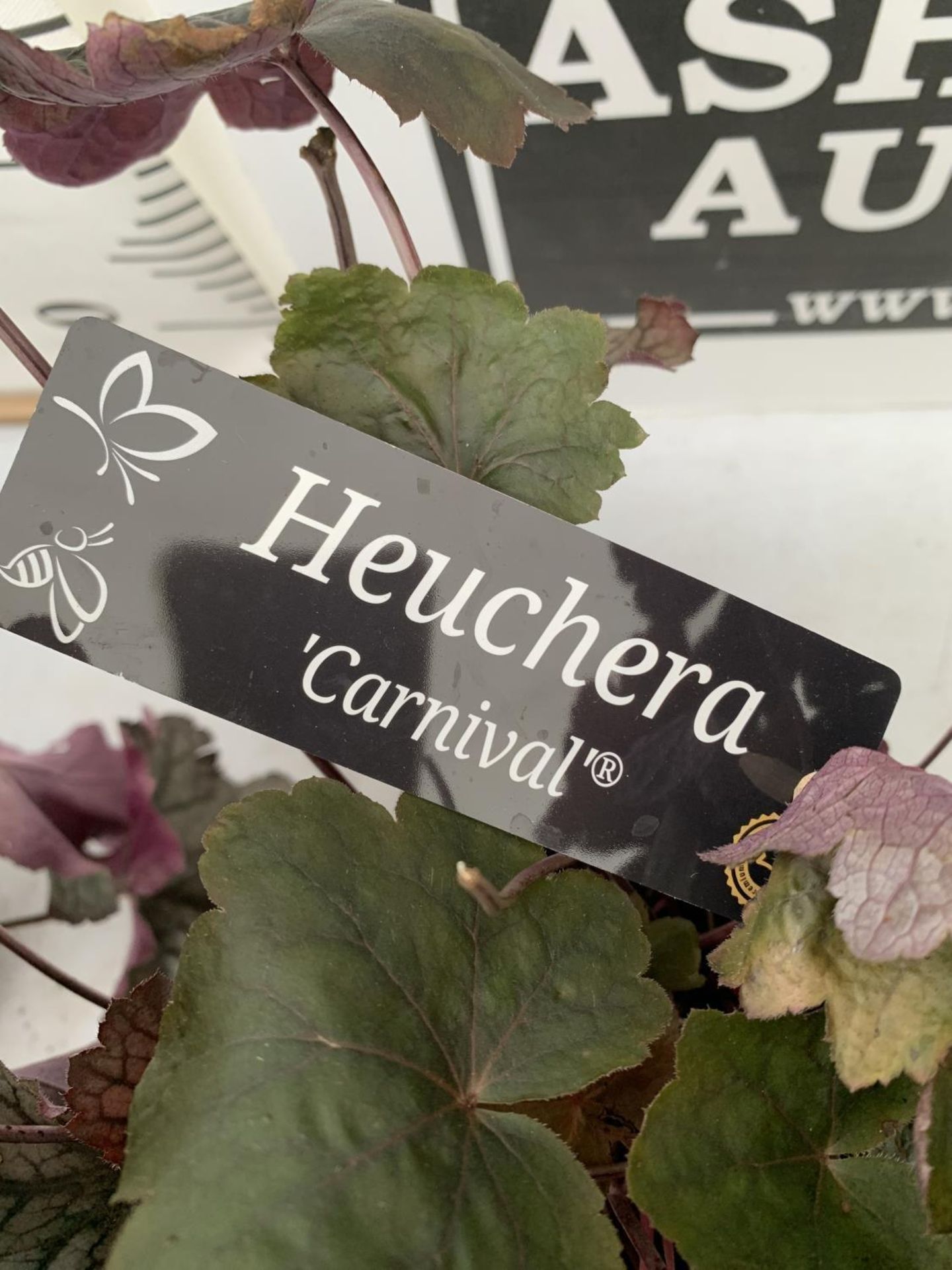 TWO HEUCHERA 'BOYSENBERRY' IN 3 LTR POTS APPROX 30CM TALL PLUS VAT TO BE SOLD FOR THE TWO - Image 4 of 4
