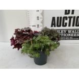 THREE VARIETIES OF HEUCHERA 'CARNIVAL' IN 2 LTR POTS PLUS VAT TO BE SOLD FOR THE THREE