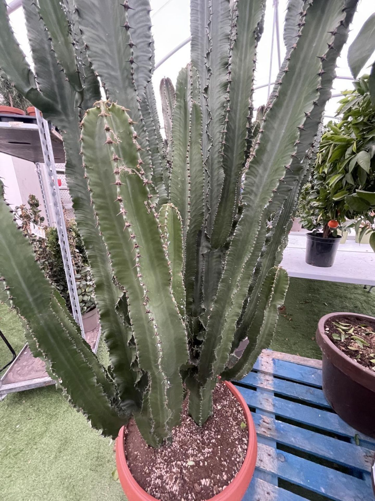 A LARGE EUPHORBIA ERYTREA CANDELABRUM CACTUS PLANT OVER 250CM TALL IN A 3O LITRE POT + VAT - Image 3 of 5