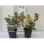 TWO VARIETIES OF ILEX AQUIFOLIUM HOLLY PLANTS 'GOLDEN KING' AND 'ARGENTEA MARGINATA' PLUS VAT TO