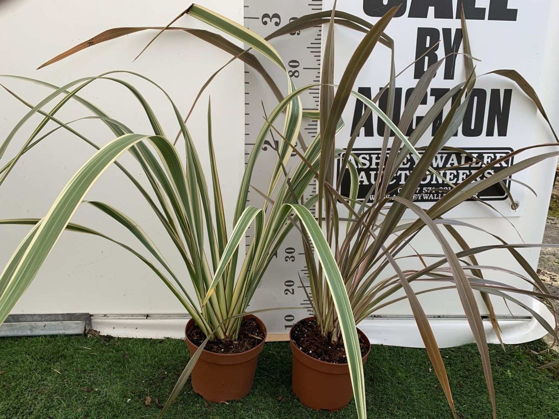 TWO PHORMIUM TENAX PLANTS 'TRICOLOUR' AND 'TENAX' APPROX ONE METRE IN HEIGHT IN 3LTR POTS PLUS VAT - Image 5 of 12