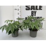 TWO FATSIA JAPONICA 'SPIDERS WEBB' IN 2 LTR POTS APPROX 35CM IN HEIGHT PLUS VAT TO BE SOLD FOR THE