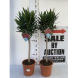 TWO NERIUM OLEANDER TREES RED 'JANNOCH' OVER 120CM IN HEIGHT PLUS VAT TO BE SOLD FOR THE PAIR