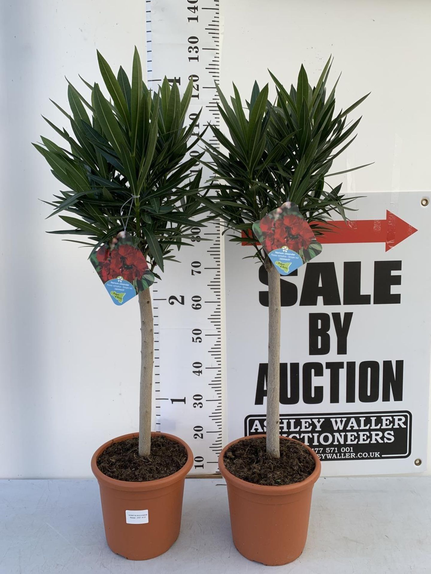 TWO NERIUM OLEANDER TREES RED 'JANNOCH' OVER 120CM IN HEIGHT PLUS VAT TO BE SOLD FOR THE PAIR