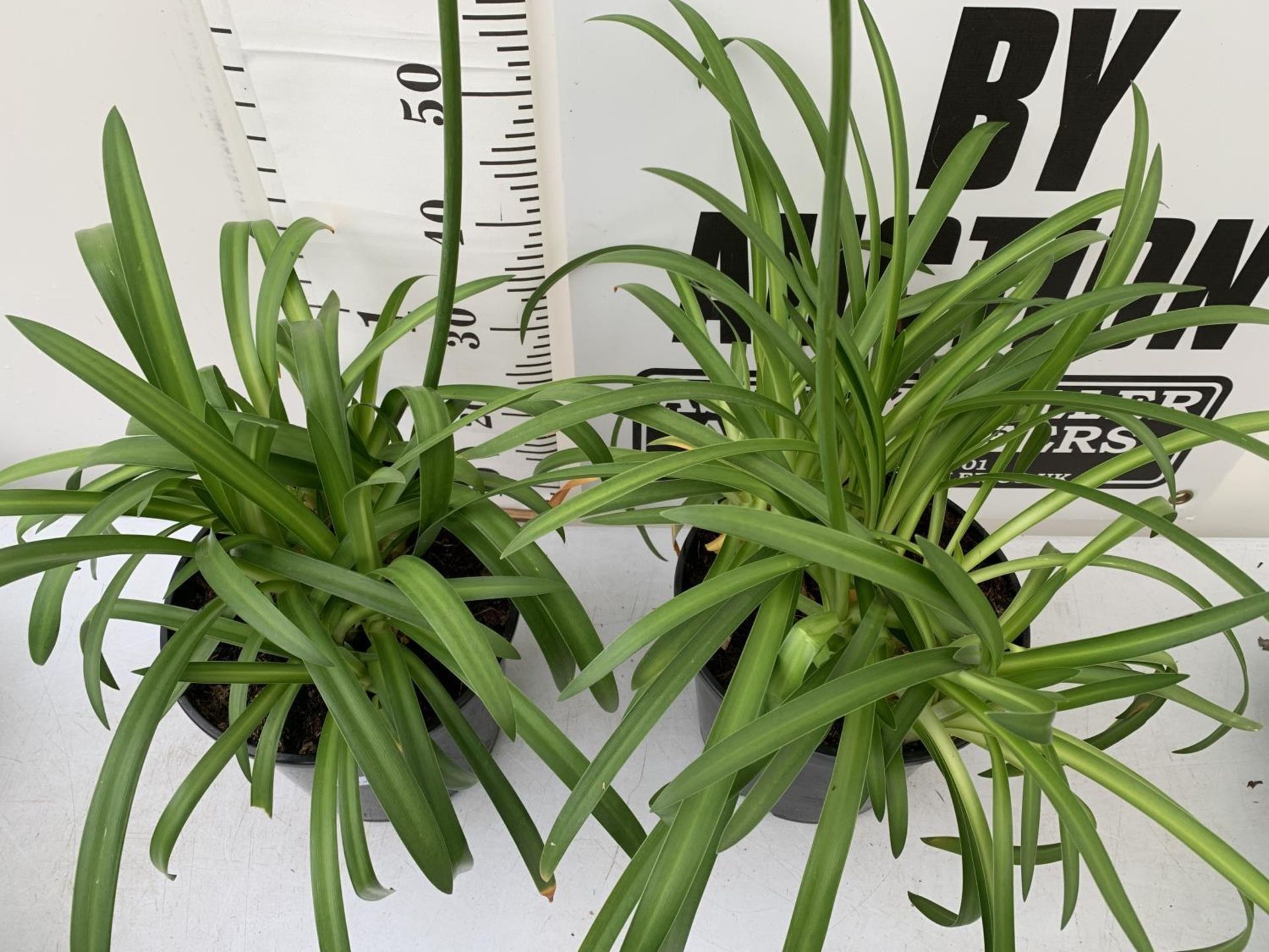 TWO LARGE 'EVER SAPPHIRE' PURPLE AGAPANTHUS OVER 80CM IN 7 LTR POTS PLUS VAT TO BE SOLD FOR THE TWO - Image 2 of 4